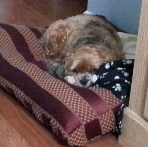 Meet your Posher, Helena